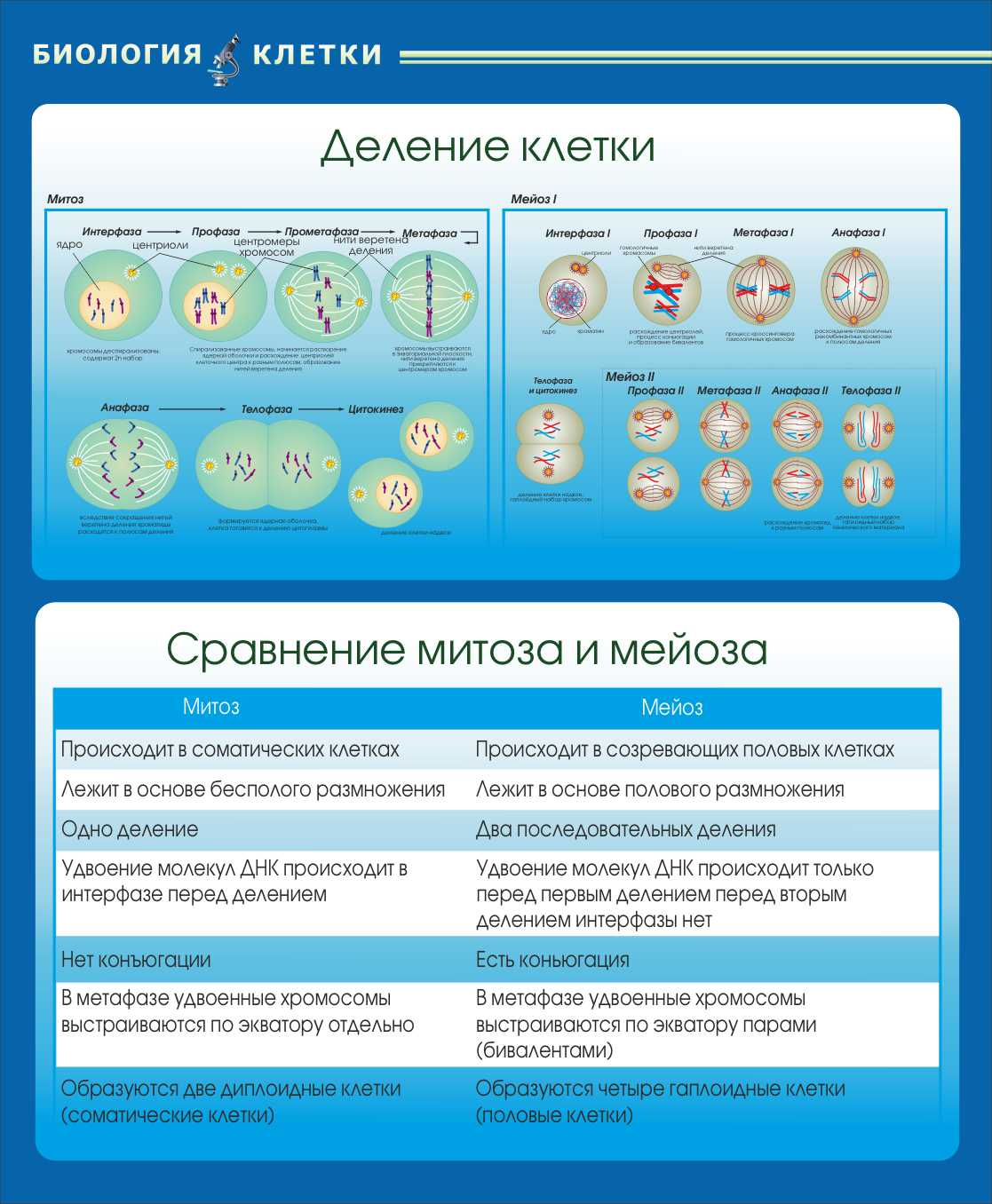 Деление клетки Сравнение митоза и мейоза в Ишиме